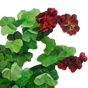 Gill Hay: Geraniums in Pot