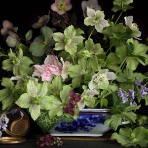 Abby Taylor: Hellebores in a blue and white dish