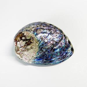 Half Polished Paua Shell 126 - 150mm