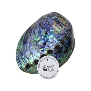 Paua Shell with Story Supreme