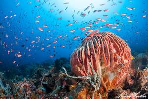 Puerto Galera Dive Trip 2026 – NZDiver Holiday with Verde Island & 26 Dives