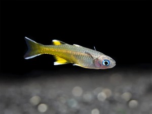 Products: Pacific blue eye rainbow fish