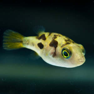 Products: pea puffer