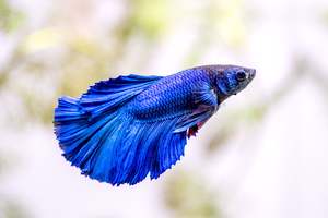 Betta splendins
