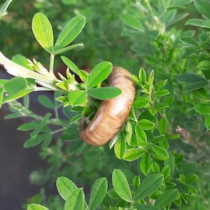 Products: NZ Native Puriri Solid Wood Ring - NZ NATIVE WOOD RINGS
