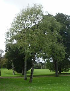 Fire Resistant: Plagianthus regius