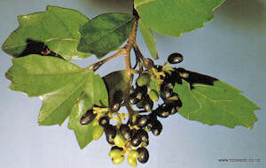 Fire Resistant: Pennantia corymbosa