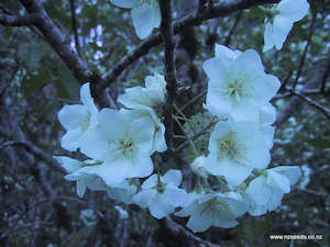 Fire Resistant: Hoheria lyalli