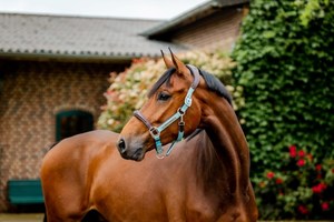 Horseware Ireland Signature Competition Headcollar