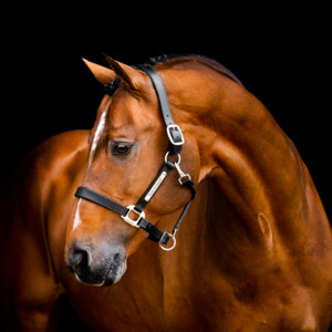 Horse Halters: Horseware Ireland Signature Leather Headcollar