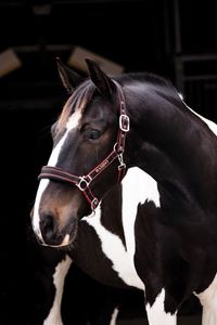Horse Halters: Rambo Padded Headcollar Halter