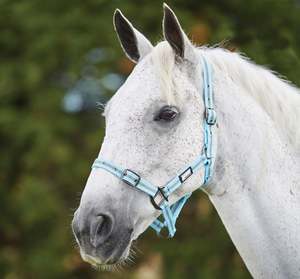 Horse Halters: Roma Stripe Headcollar Halter