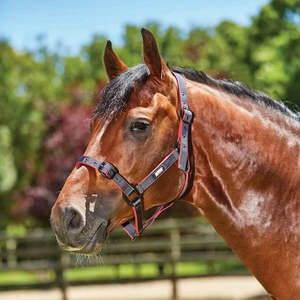 Roma Coordinate Headcollar Halter