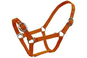 Horse Halters: Blue Tag Web Halters