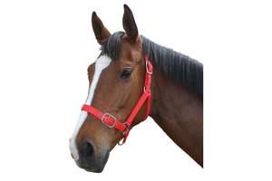 Horse Halters: Flair Nylon Halter