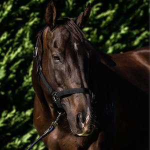 Horse Halters: Flair Break Away Halter