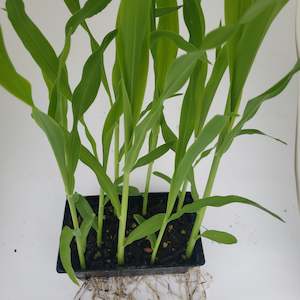 Seedlings: Sweetcorn