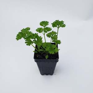 Curly Parsley