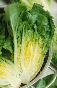 Seedlings: Lettuce Little Caesar