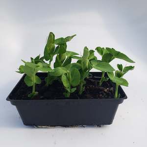 Seedlings: Snow Pea