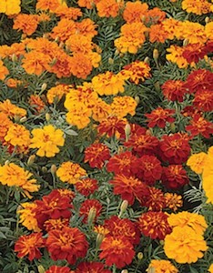 Seedlings: Marigold Durango Mix