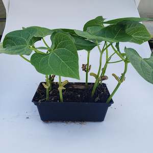 Seedlings: Butter Bean