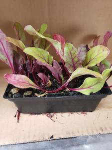 Seedlings: Bulls Blood Beetroot