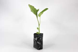 Asian Bride long Purple Eggplant ( Dok)