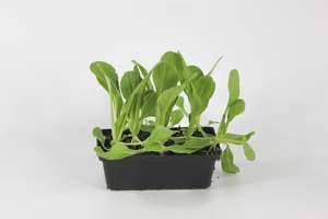 Pak Choi Shanghai (Bok Choy)