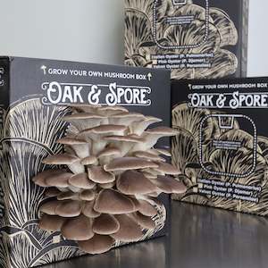Mushroom Kits: Italian Oyster Mushroom Grow Kit - 2 Pack