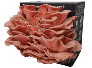 Mushroom Kits: Pink Oyster Mushroom Kit