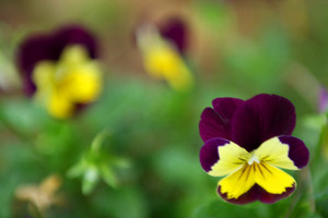 Products: Edible Flowers oakandthistle