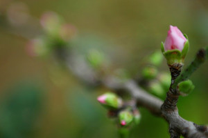 Products: You Made the Cut Grafting Workshop oakandthistle