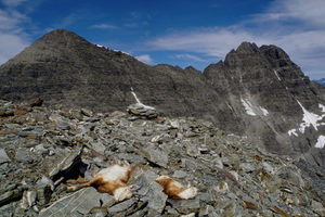 Products: Cull? - Occasional Climber