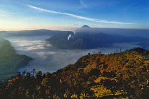 Products: Indonesia - 02 - Occasional Climber