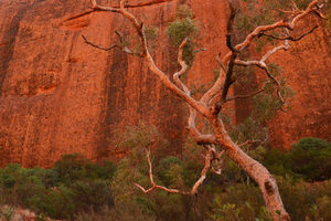 Products: Red Centre - 13 - Occasional Climber