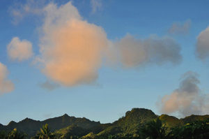 Products: Rarotonga - 04 - Occasional Climber