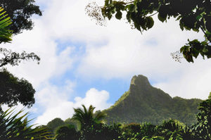 Products: Rarotonga - 05 - Occasional Climber