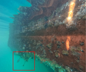 BioSync® AI-Powered Marine Monitoring System