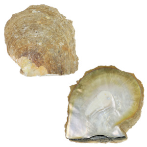 GOLD MOTHER OF PEARL - ORGANIC NATURAL