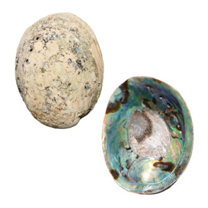 Products: PAUA SHELL - ORGANIC NATURAL