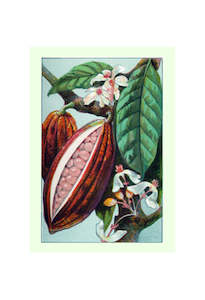 Gift Vouchers: Cacao Pod Card