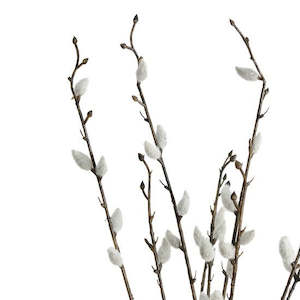 Foliage: Pussy Willow Bundle