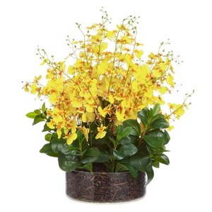Large Dancing Orchid in Glass Pot - Yellow