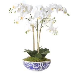 Foliage: Phalaenopsis Orchid in Blue & White Pot