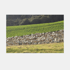 Gifts For Dad: Ahuriri flat Sheep Photo Print