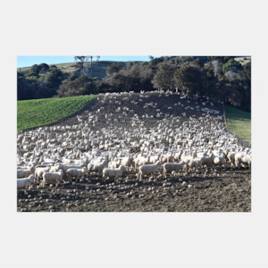 Gifts For Dad: Winter grazing Photo Print