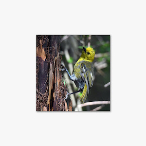 Gift Ideas: Mohua - Stephen Jaquiery