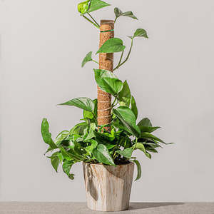 Garden: Coconut Liner Moss Rod For Climbing Plants