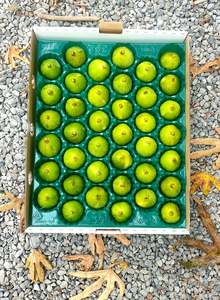 From The Orchard: Cape White Fig Tray